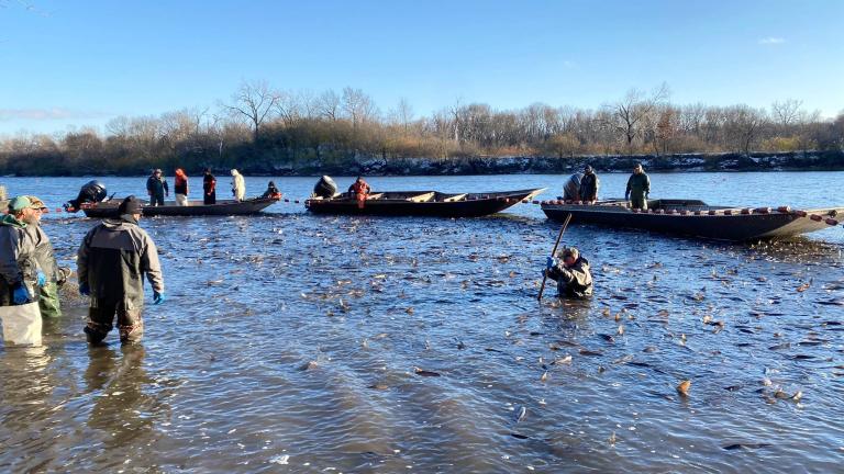Invasive carp seining operation in action. (Courtesy of Illinois Department of Natural Resources)