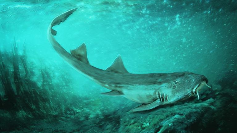 Remains of a freshwater shark with teeth shaped like spaceships from the 1980s video game Galaga was discovered in sediment surrounding Sue the T. Rex’s bones. (Velizar Simeonovski / Field Museum)
