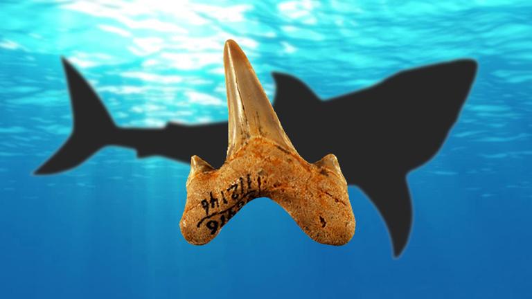 A newly identified species of shark, Megalolamna paradoxodon, lived about 20 million years ago and measured roughly 13 feet in length. (Kenshu Shimada / DePaul University) 