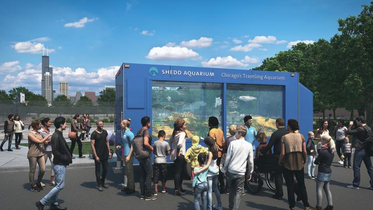 (Courtesy Shedd Aquarium)