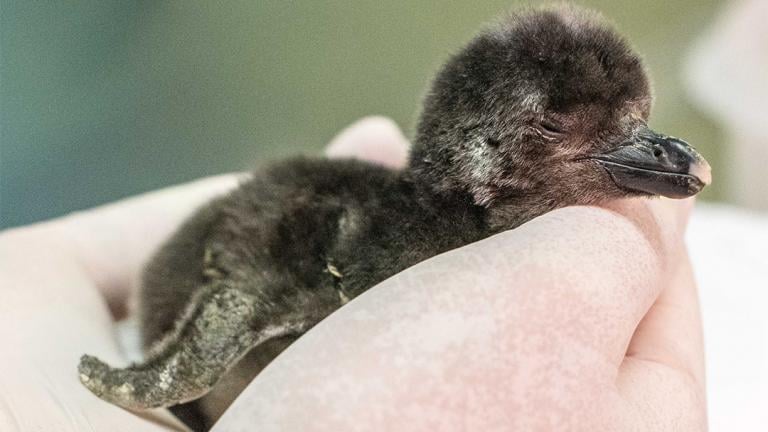 A Magellanic penguin chick hatched May 12 at Shedd Aquarium. (Courtesy Shedd Aquarium)