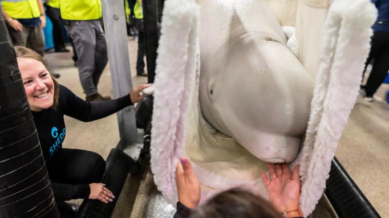 A rescued beluga whale arriving at Shedd Aquarium, Sept. 1, 2026. (Brenna Hernandez / Shedd Aquarium)