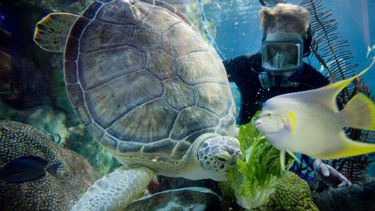 Nickel, a green sea turtle rescued off the Florida Gulf Coast in 1998. (Courtesy Shedd Aquarium) 