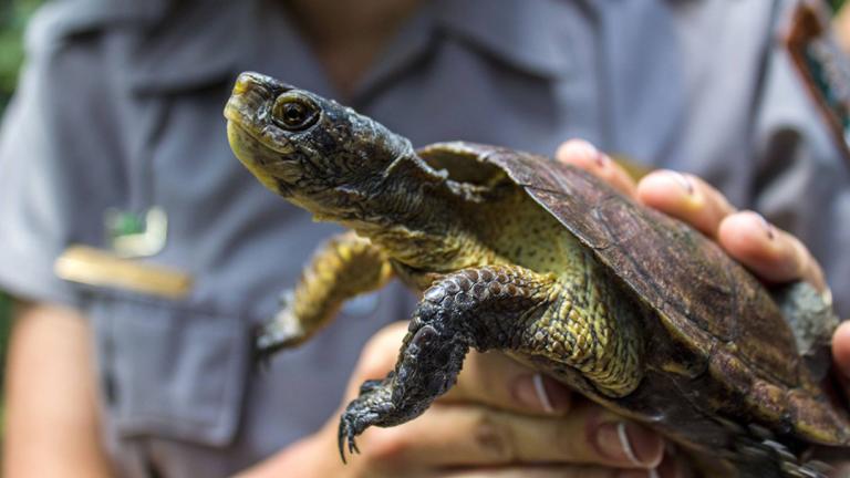 Western pond turtle (Courtesy of Yosemite National Park)