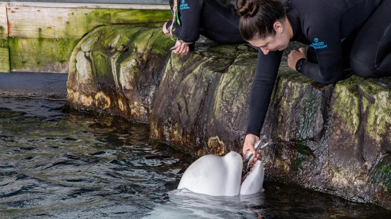 Peekachu, seen with her caretakers at Shedd Aquarium. The 23-year-old beluga whale has died, officials announced Aug. 26, 2026. (Courtesy of Shedd Aquarium)