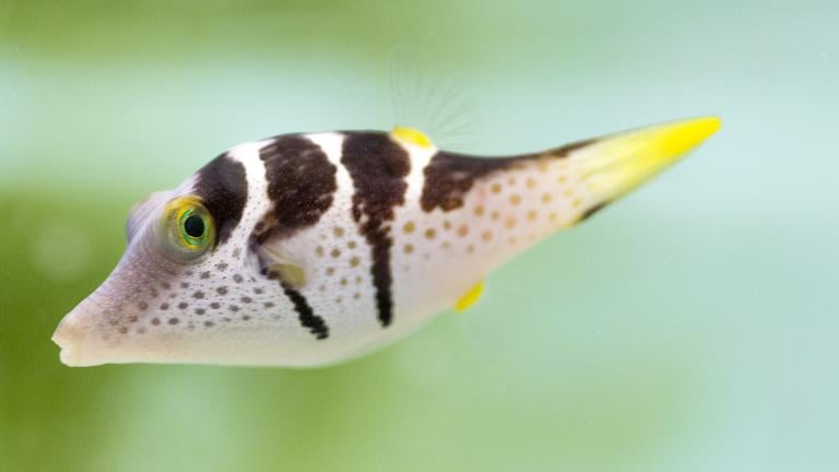 The saddled puffer is one of 100 species that can be seen in “Underwater Beauty.” (Courtesy of Shedd Aquarium)