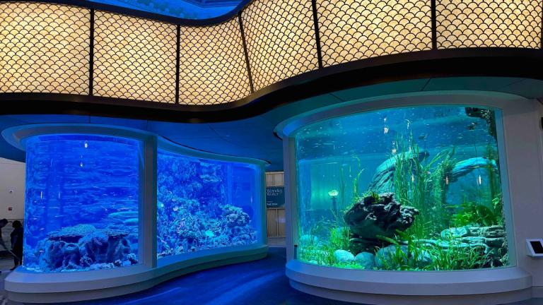 Shedd Aquarium’s new “Wonder of Water” exhibit will greet visitors in the building’s grand rotunda. It highlights the equal importance of saltwater, left, and freshwater ecosystems. (Patty Wetli / WTTW News)