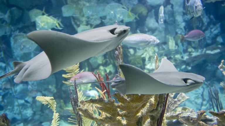 (Courtesy of Shedd Aquarium)