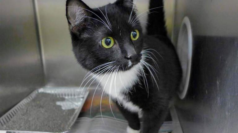 Ricky, a male cat at Chicago's Animal Care and Control shelter (Chicago Animal Care and Control)