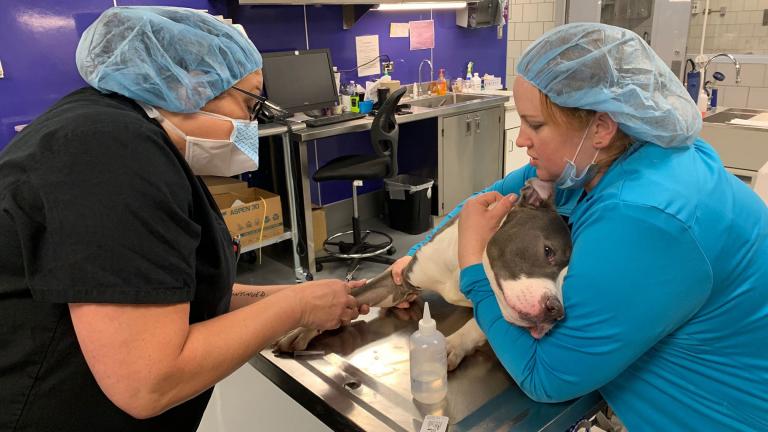 Chicago Animal Care and Control staff prepare a dog for surgery inside the shelter’s renovated medical unit. (Courtesy Chicago Animal Care and Control)