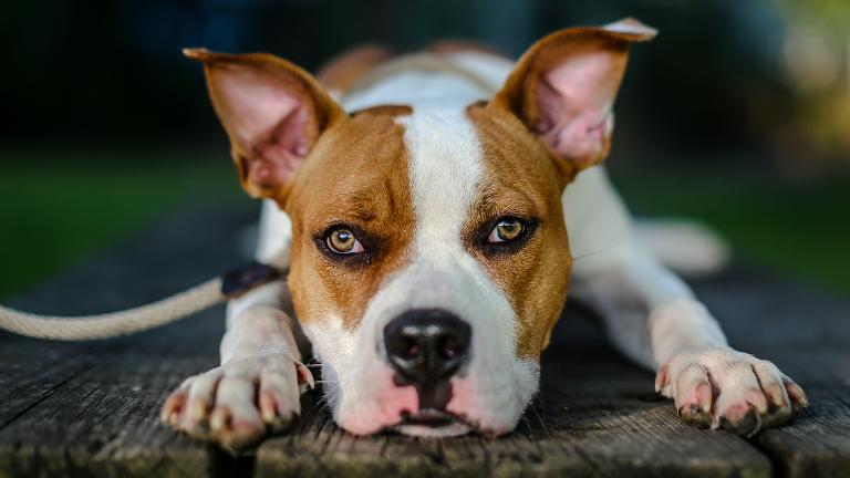 A photograph of a shelter dog from our story, “Photographer Donates His Talents to Help Dogs Get Adopted.” (Courtesy Josh Feeney)