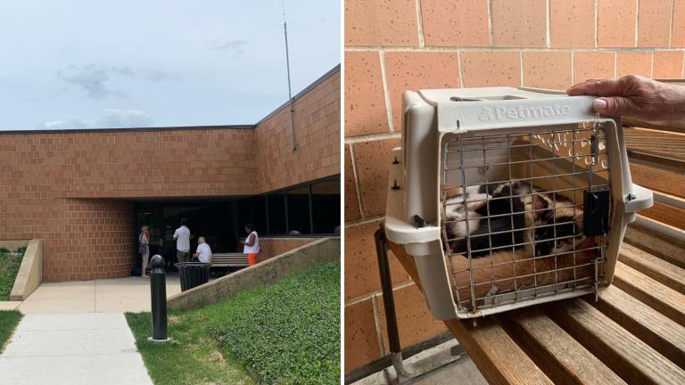 Left: Even before Chicago Animal Care and Control opens its facility to the public, people begin forming a queue outside its intake doors on the Lower West Side on May 20, 2024. Right: A cage containing a litter of kittens that a resident waits to drop off at the shelter. (Eunice Alpasan / WTTW News)