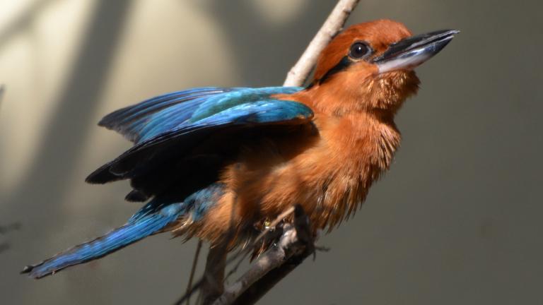 The sihek (also called Guam kingfisher or Micronesian kingfisher) has been extinct in the wild since 1988. (Michael Fitzsimmons / iStock)