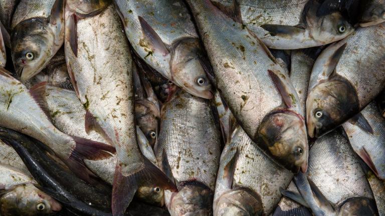 Silver carp caught in the Fox River of Illinois. (U.S. Fish and Wildlife Service)
