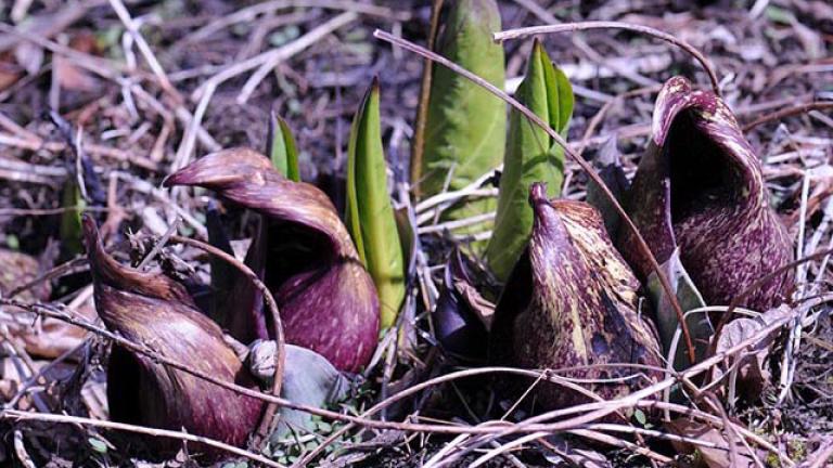 Skunk cabbage. (Courtesy James L. Reveal / Lady Bird Johnson Wildflower Center)