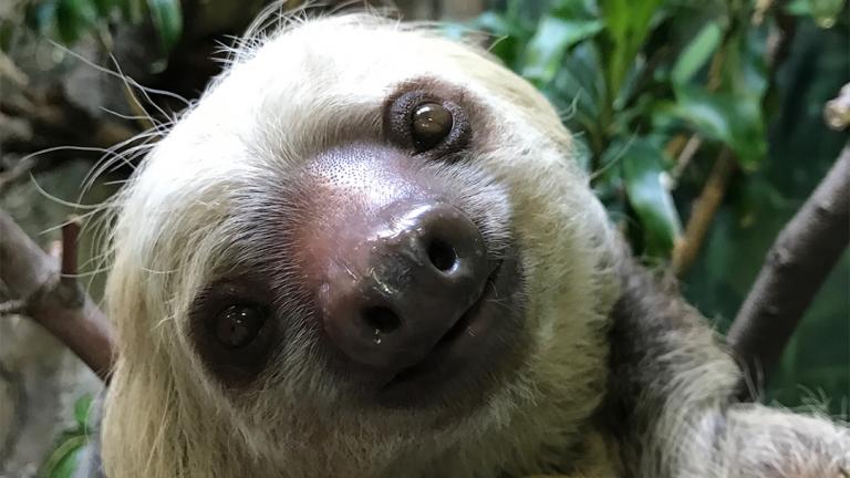 (Jill Wagner / Lincoln Park Zoo)