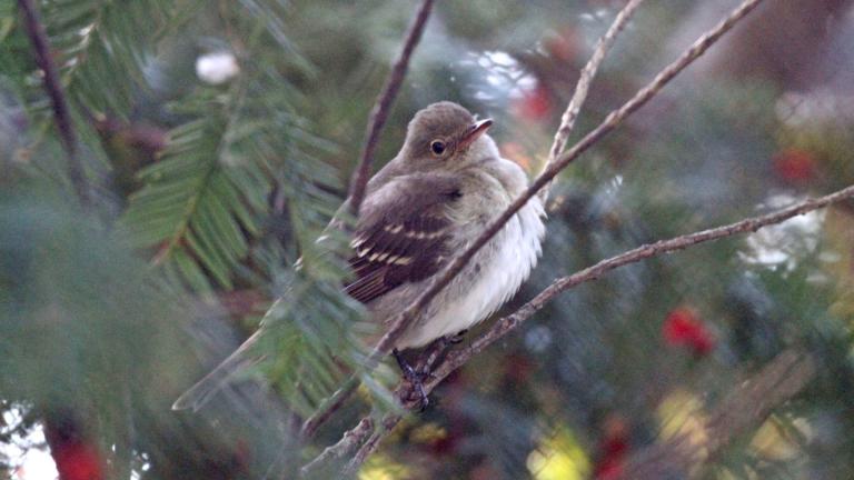 The wrong-way small-billed elaenia, photographed Nov. 28, 2021, in Waukegan. (Courtesy of Geoffrey Williamson)