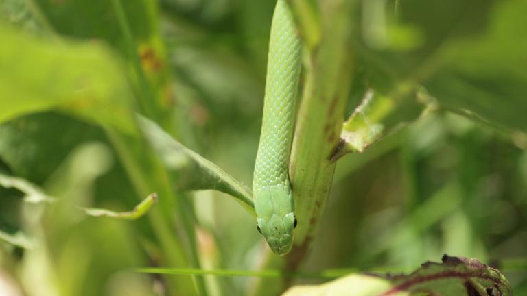 Conservationists are preparing to release about 20 smooth green snakes, like the one pictured here, into an enclosed setting on July 25. (Courtesy Lincoln Park Zoo)