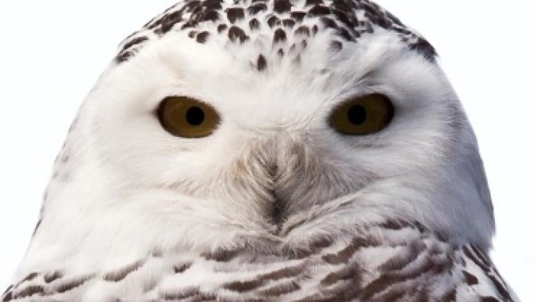 Snowy Owl, courtesy of Lincoln Park Zoo