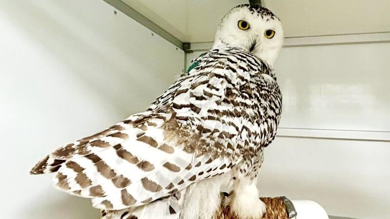 A juvenile snowy owl is recovering from a broken wing at DuPage Wildlife Conservation Center. (Courtesy DuPage Wildlife Conservation Center)