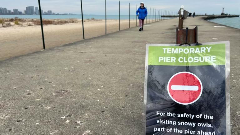 The Chicago Park District has placed signage at Montrose pier, announcing a temporary closure to protect visiting snowy owls. (Courtesy Chicago Park District)