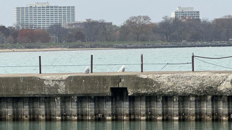 Realistic view of snowy owls at Montrose Beach, seen with max iPhone zoom, without binoculars or telephoto lens, on Nov. 21, 2025. (Patty Wetli / WTTW News)