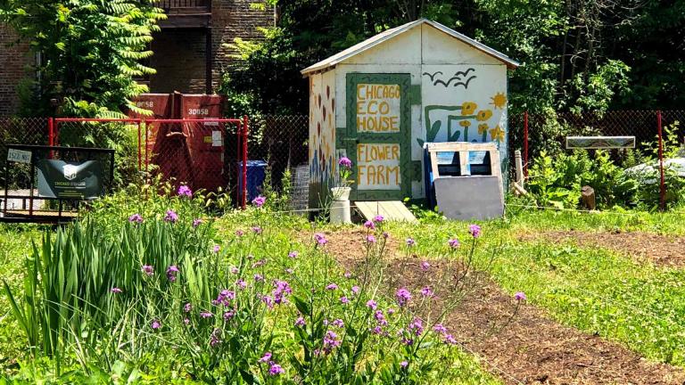Eco House’s Englewood farm site. (Patty Wetli / WTTW News)
