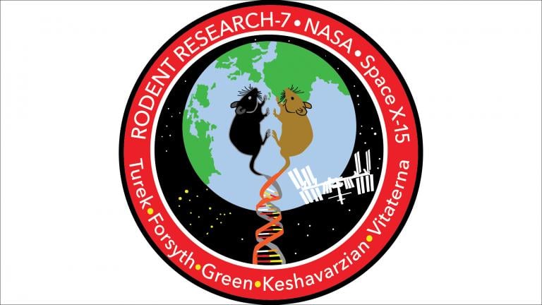 The patch designed by NASA for a Northwestern-led mission to study how space affects the physiology and metabolism of mice. (NASA / Northwestern University) The patch designed by NASA for a Northwestern-led mission to study how space affects the physiology and metabolism of mice. (NASA / Northwestern University)