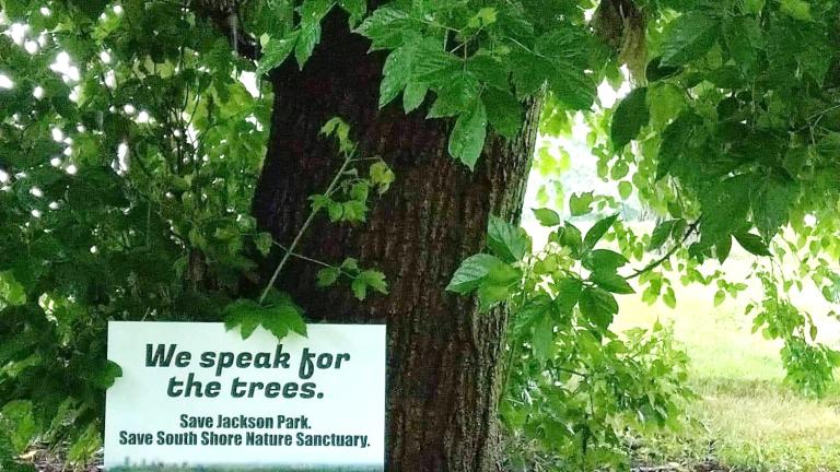 South Side voters overwhelmingly supported an advisory referendum to stop cutting down trees in Jackson Park and South Shore. (Save Jackson Park / Facebook)
