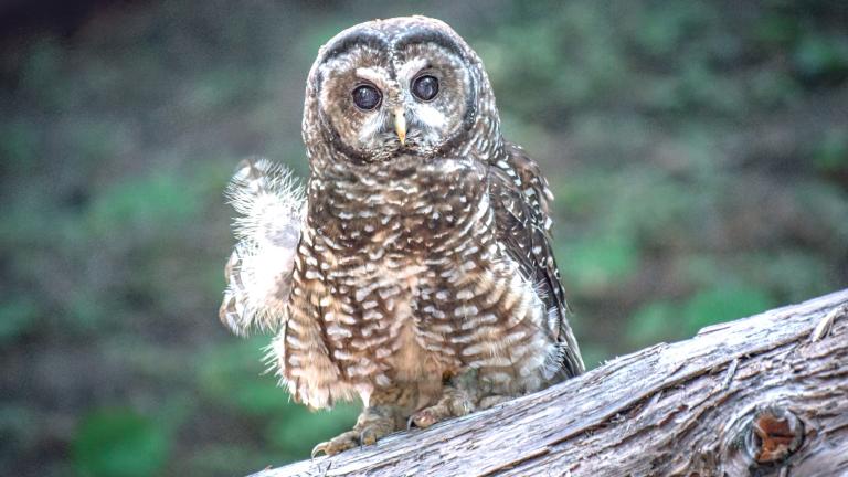 Habitat protections have been vital to the survival of the northern spotted owl. (Nick Bossenbroek / iStock)