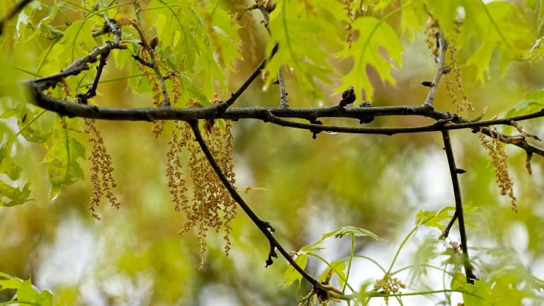 The branches of an oak tree are stained with a green tint from pollen at park in Richardson, Texas, Thursday, March 21, 2024. (AP Photo / Tony Gutierrez)