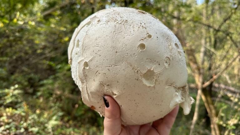 The Calvatia gigantea has been named the state mushroom of Illinois. (Kate Golembiewski / Field Museum)