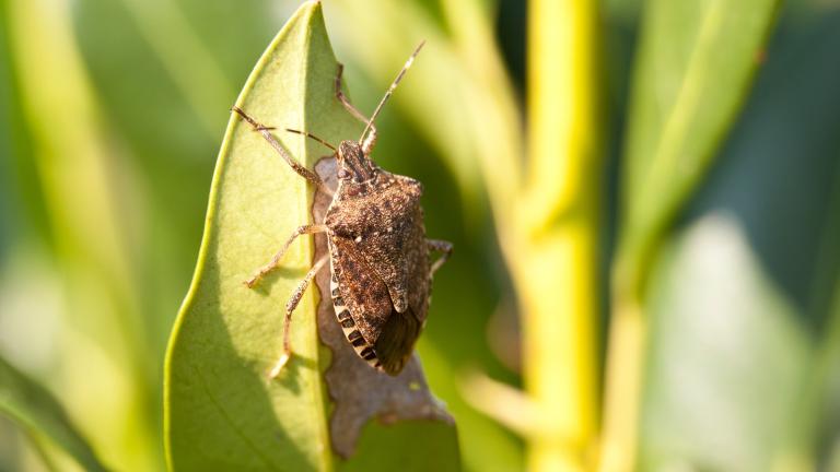 To ID an adult invasive brown marmorated stink bug, look for alternating black and white bands on its antennae and legs and alternating black and white triangular markings on their abdomen. (Backyard Production / i Stock)