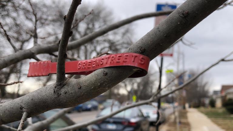 A street tree planted in Chicago in 2022. (Patty Wetli / WTTW News)
