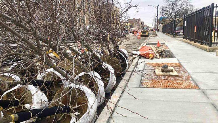 Trees awaiting planting as part of the Lawrence Avenue streetscape project in Lincoln Square, December 2023. (Patty Wetli / WTTW News)
