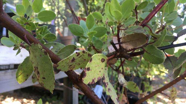 Leaves on a tree affected with Phytophthora ramorum, also known as sudden oak death (Courtesy California Oak Mortality Task Force) 