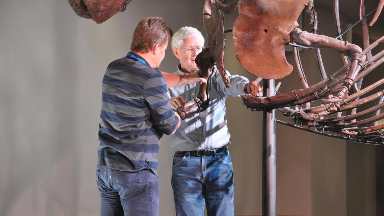 Field Museum scientists remove several bones from Sue the T. Rex on Tuesday, Feb. 19, 2019. (Eric Manabat / The Field Museum)