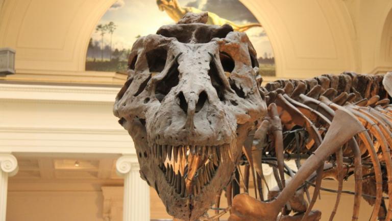 Sue the Tyrannosaurus Rex (John Mountjoy / Flickr)