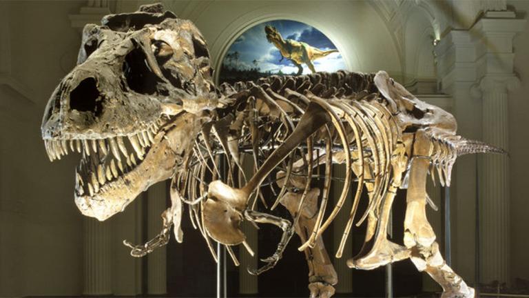 Sue the T. Rex (Courtesy The Field Museum)