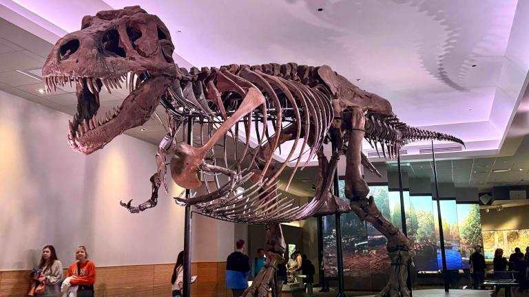 Sue the T. Rex at Chicago’s Field Museum. (Patty Wetli / WTTW News)