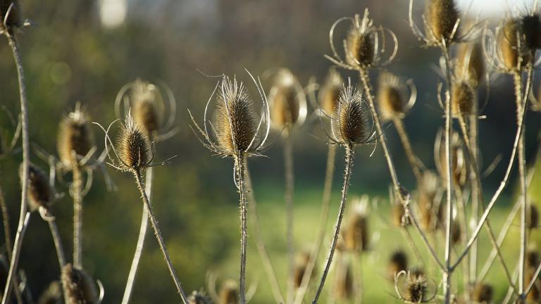 Invasive species like teasel could use warmer hardiness zones to even greater advantage. (Beauty of Nature / Pixabay)