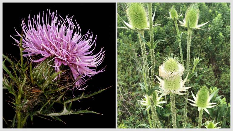 Prairie (or field) thistle on the left, cutleaf teasel on the right. Which is native and which is invasive? (USGS Bee Inventory and Monitoring Lab; Patty Wetli / WTTW News)