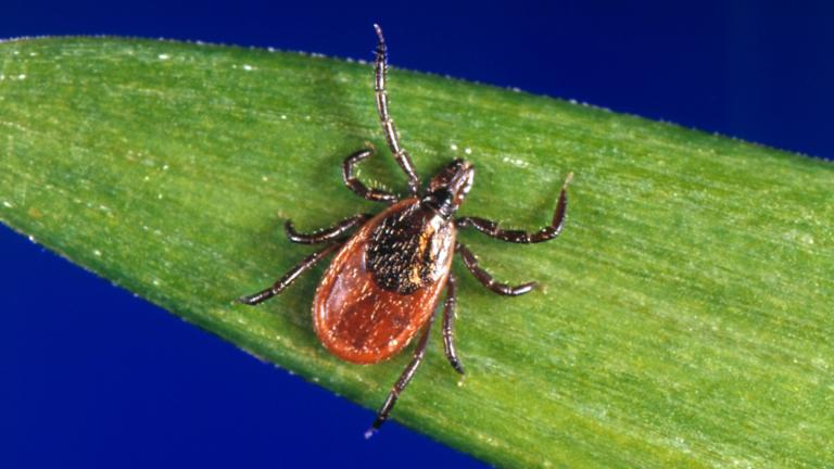 FILE - This undated photo provided by the U.S. Centers for Disease Control and Prevention shows a blacklegged tick, also known as a deer tick. (CDC via AP, File)
