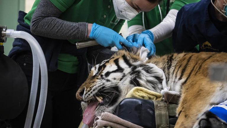 Veterinarians, technicians and staff prepare Malena, a 10-year-old endangered Amur tiger, for total hip replacement surgery at Brookfield Zoo, Wednesday, Jan. 27, 2021 in Brookfield, Ill. (Ashlee Rezin Garcia / Chicago Sun-Times via AP)