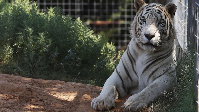 In this Wednesday, Aug. 28, 2013, file photo, one of the tigers living at the Greater Wynnewood Exotic Animal Park is pictured at the park in Wynnewood, Okla. (AP Photo / Sue Ogrocki, File)