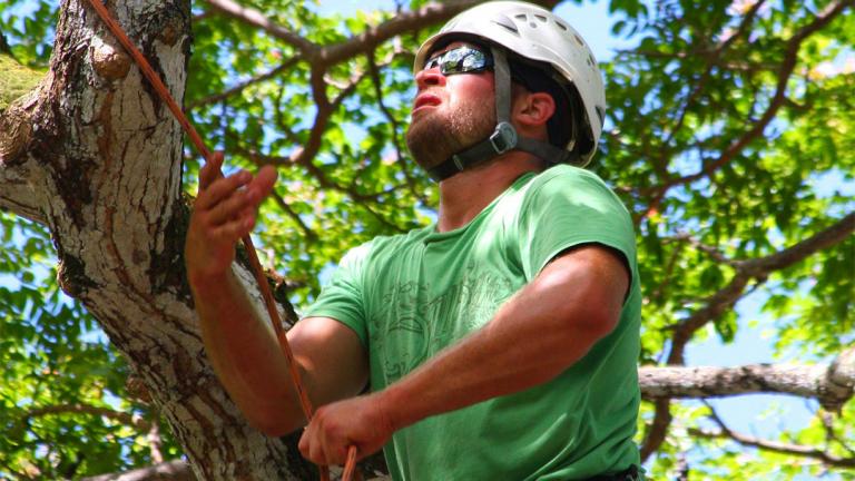 (Courtesy Illinois Arborist Association) (Courtesy Illinois Arborist Association)