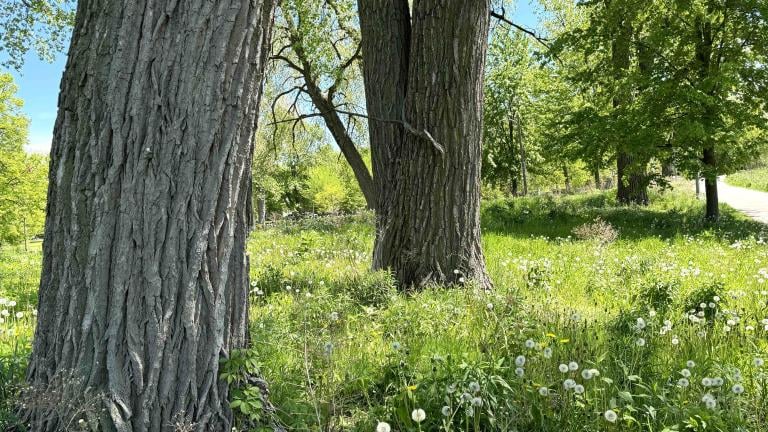 A pair of large cottonwood trees in River Park on Chicago’s North Side. (Patty Wetli / WTTW News)
