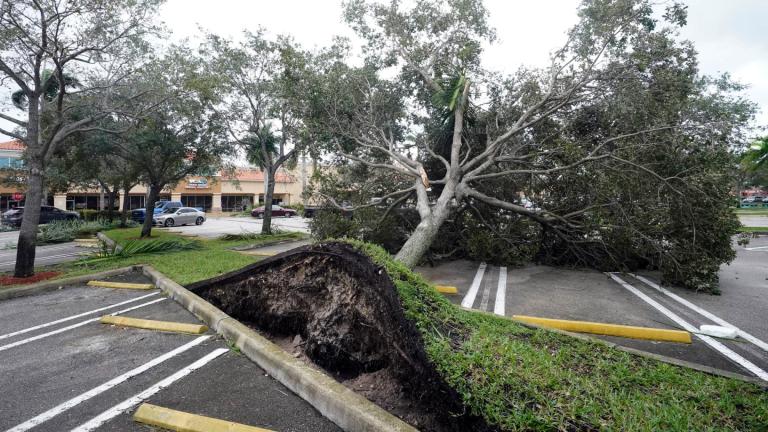 An uprooted tree, toppled by strong winds from the outer bands of Hurricane Ian, rests in a parking lot of a shopping center, Wednesday, Sept. 28, 2022, in Cooper City, Fla. (AP Photo / Wilfredo Lee)