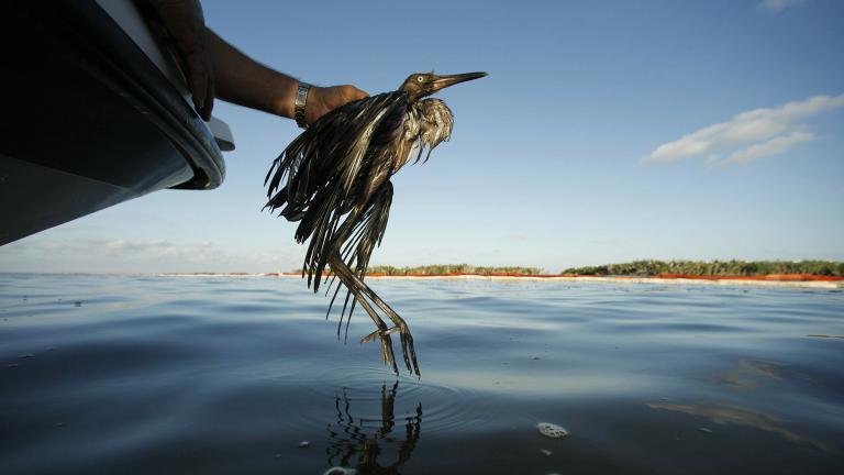 In this June 26, 2010 file photo, Plaquemines Parish Coastal Zone Director P.J. Hahn rescues a heavily oiled bird from the waters of Barataria Bay, La. (AP Photo / Gerald Herbert, File)