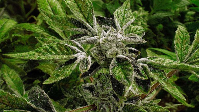 In this Sept. 15, 2015 file photo, marijuana plants with their buds covered in white crystals called trichomes, are a few weeks away from harvest at the Ataraxia medical marijuana cultivation center in Albion, Ill.. (AP Photo/Seth Perlman, File)